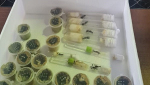 Под видом десертов из Италии в Алматы пытались провезти незаконно живых насекомых