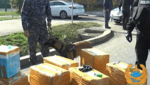 151 кг гашиша задержали на въезде в Алматы