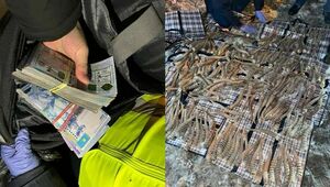 Рога сайгака на 2 млрд тенге изъяли у иностранца в Костанайской области