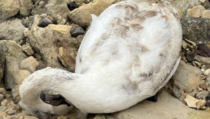 Число погибших лебедей в Мангистау выросло до 1179