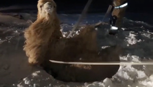 Верблюд провалился в колодец на территории космодрома «Байконур»