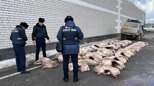 Более 75 туш сайгаков изъяла полиция у браконьеров в Кызылорде