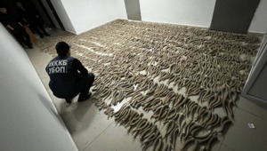 Более 2 тыс. рогов сайги изъяли у жителей в Кызылординской области