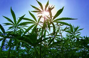 20 кг марихуаны изъяли из автомобиля в Кызылординской области