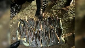 34 рога сайгака изъяли из автомобиля в Кызылординской области