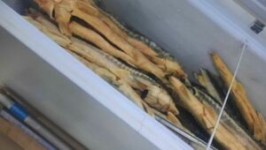 Более 500 кг незаконно хранившейся рыбы изъяли в Мангистауской области