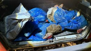 Факт незаконной охоты выявлен в Алматинской области