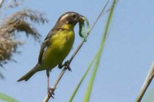Сейчас вылетит пташка