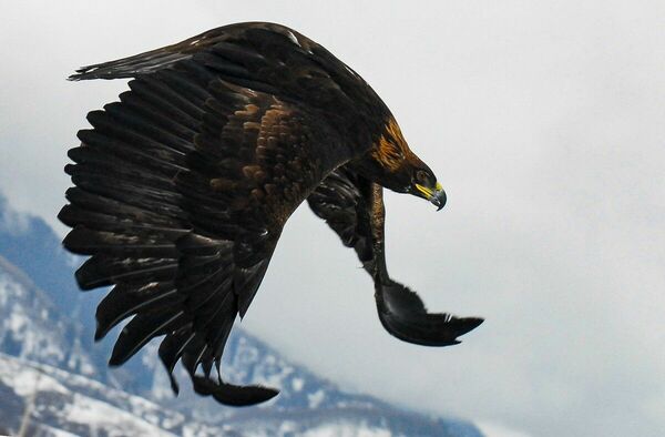 Очень нежный истребитель