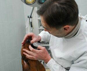 Бобика лечат - цены кусаются