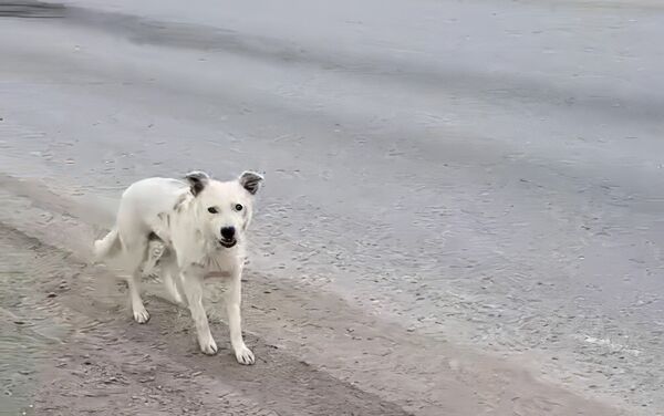 Дело лап утопающих