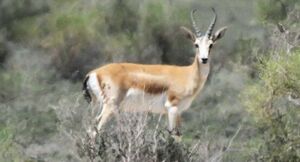 Четверых осудили по делу о незаконной охоте на краснокнижного джейрана в Жетысу