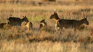На восемь лет осудили браконьеров за убийство 23 сайгаков в Улытау