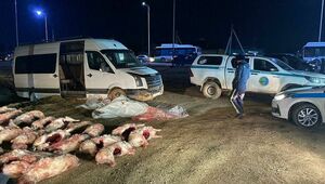 Подозреваемые в незаконном отстреле свыше 120 сайгаков задержаны в Кызылординской области