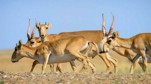 Сайгаки под прицелом?