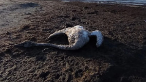 Мертвых лебедей находят на берегу Каспия в Актау