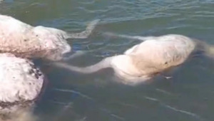 30 сайгаков утонули в водохранилище в ЗКО