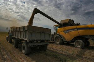 Экспорт зерна урожая 2024 года Казахстаном вырос до 7 млн тонн – минсельхоз