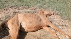 Крайними пока назначены клещи