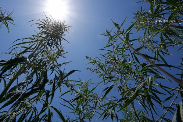 Конопля не даёт покоя