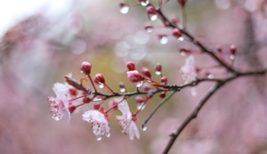 Заморозки и осадки ожидаются в среду в большинстве регионов Казахстана