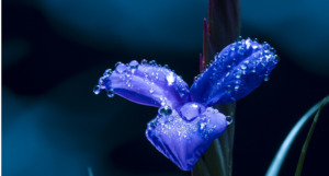 Дождь и град ожидаются в пятницу в Алматы, в Астане и Шымкенте без осадков