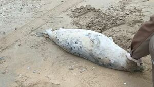 88 мертвых тюленей обнаружили на побережье Каспия в Мангистауской области