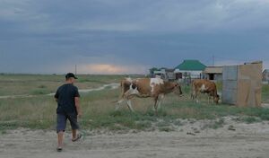 Сайт для пресечения кражи скота создан в Казахстане