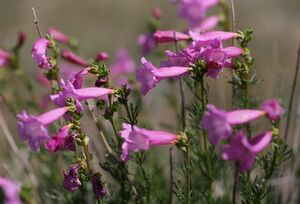 Недзвецкия: найти и сохранить
