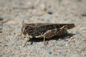 Более 464 тыс. га обработали от саранчи в регионах Казахстана