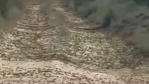 МСХ после появления видео нашествия саранчи отчиталось о мерах в Кызылординской области