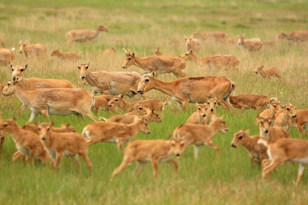 Убить, разделать и раздать?