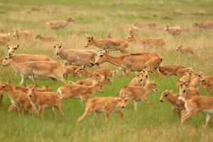 Убить, разделать и раздать?