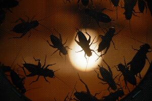 Напасть ползучая