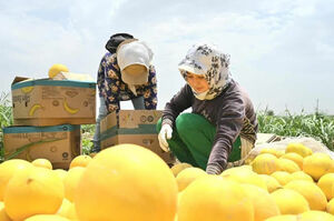 Товар на зависть!