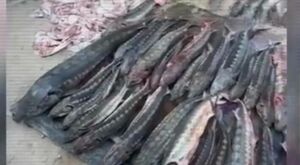 Более полутонны осетровой рыбы изъяли у мужчины в Мангистау