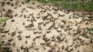 844 тыс. га полей обработали от саранчи в Казахстане