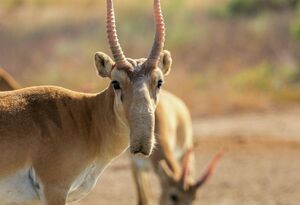 Назрел жёсткий отстрел?
