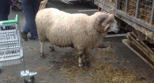 Места для жертвоприношений на Курбан айт определили в Астане