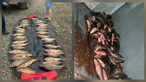 178 кг незаконно добытого карпа изъяли в Акмолинской области