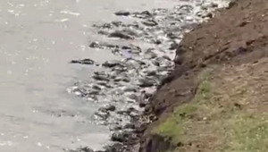 Более 300 сайгачат погибли при миграции через реку в ЗКО