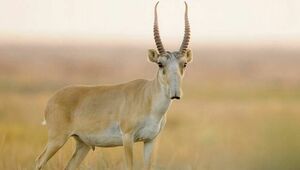 Двоих осудили за незаконную охоту на сайгаков в Улытау