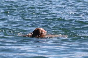 Сами виноваты?