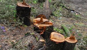 Нарубил на штраф