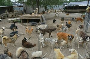 Звериный оскал волонтёра