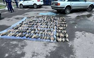 Ловись, браконьер. И крупный, и мелкий