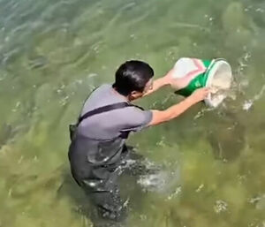 Плывите  и живите