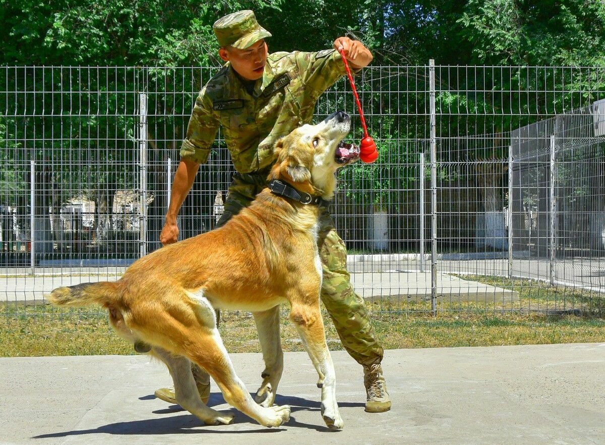 Тазы - сыскарь, тобет - пограничник