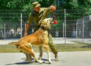 Тазы - сыскарь, тобет - пограничник