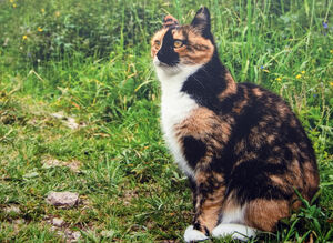 Котики проиграли лошадям